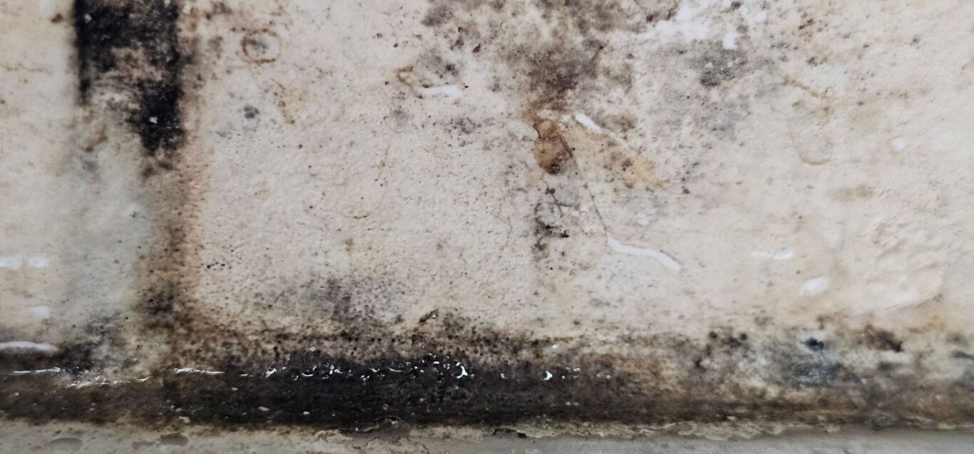 Close-up of black mold growth spreading along a damp wall surface caused by prolonged water damage.